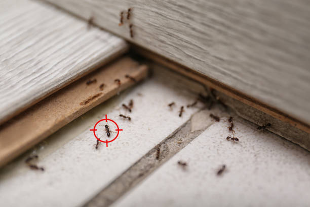 Best Wasp Removal Services  in Mcconnelsville, OH