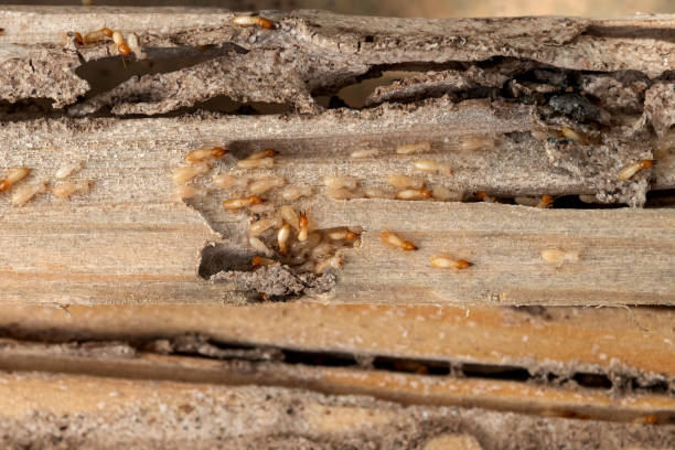 Best Pest Control Near Me  in Mcconnelsville, OH