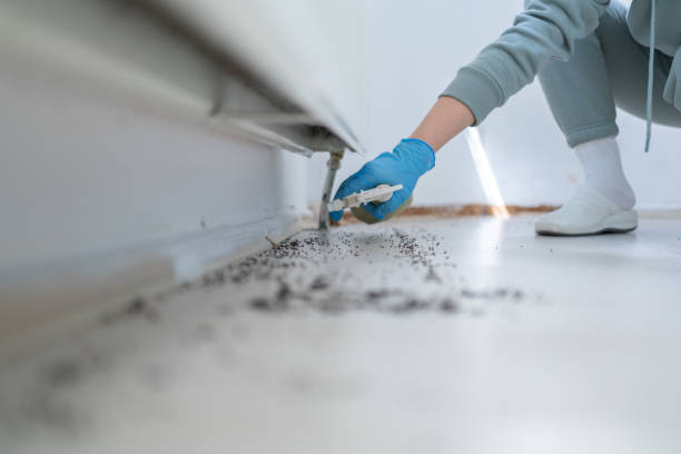 Best Flea Control Services  in Mcconnelsville, OH